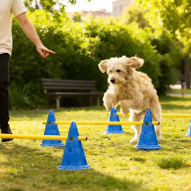Zestaw do agility dla psów 30  – Agility Hurdle Set recenzja i cena