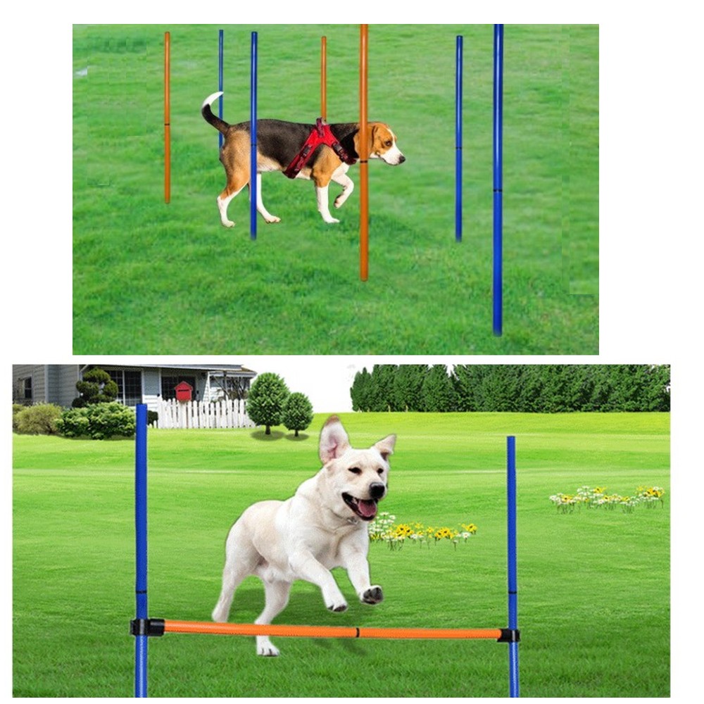 Zestaw sprzętu do treningu zrę – Agility Hurdle Set recenzja i cena